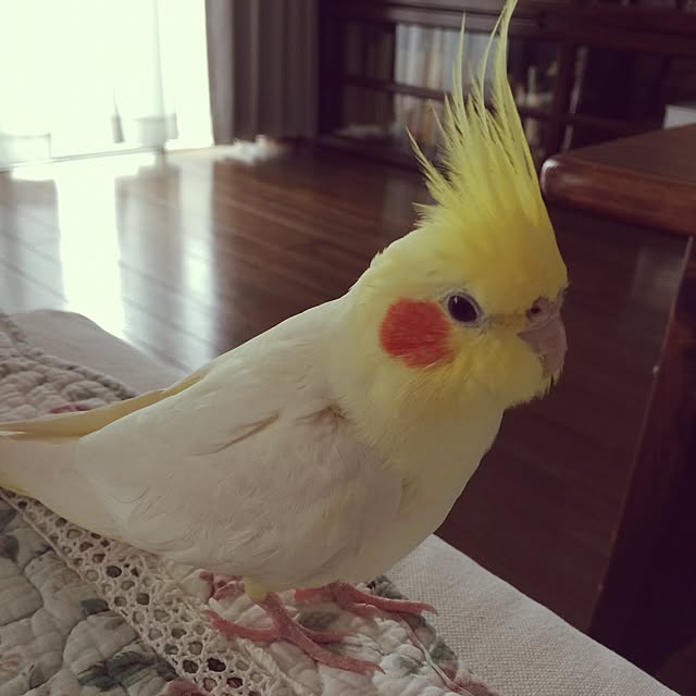 ekochanさんの実例写真