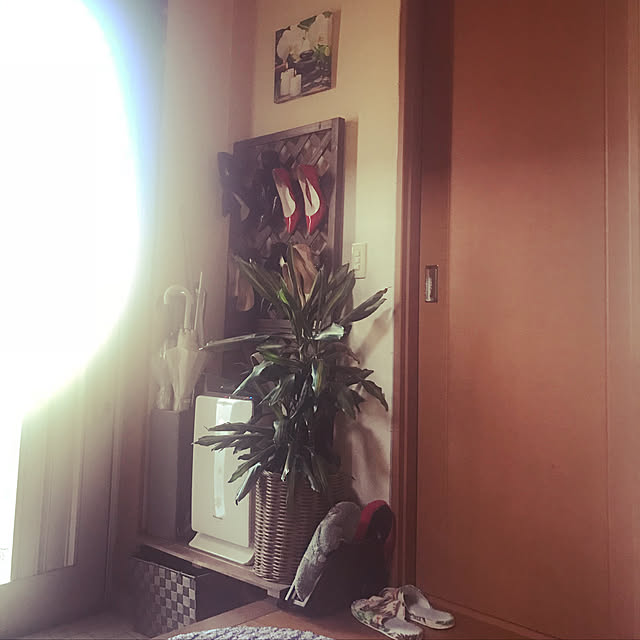 玄関/入り口/観葉植物/ニトリのインテリア実例 - 2018-06-29 15:47:46