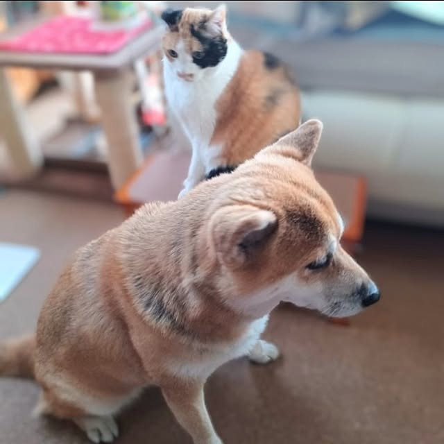 nanaさんの部屋