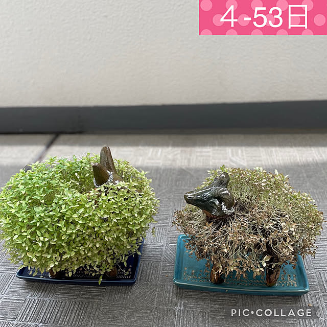 aureaさんの実例写真