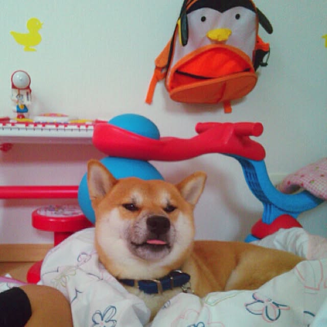kotaさんの実例写真