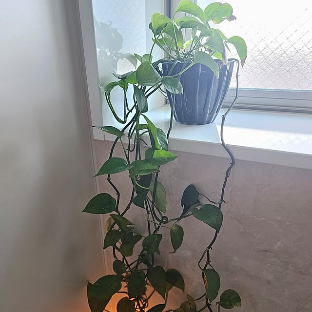 Pokoさんの部屋