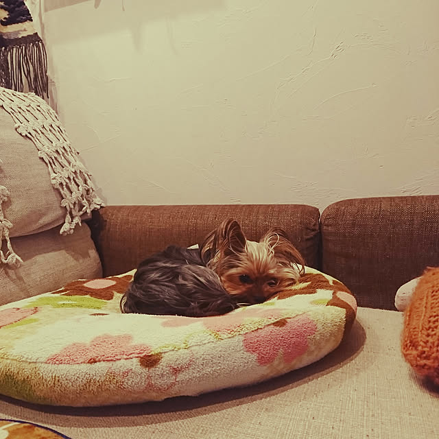 akiさんの実例写真