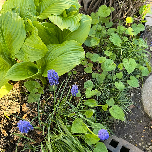 mamizaさんの部屋