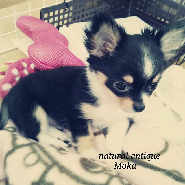 Mokaさんの実例写真