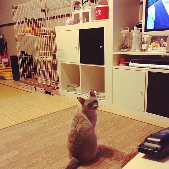 monkeymajimajikさんの実例写真