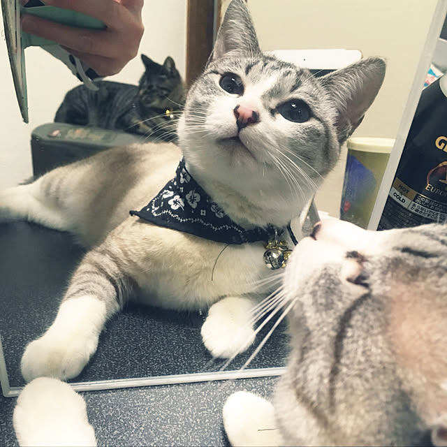 猫/机のインテリア実例 - 2020-01-08 12:27:45