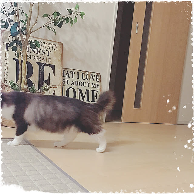 nodokaさんの実例写真