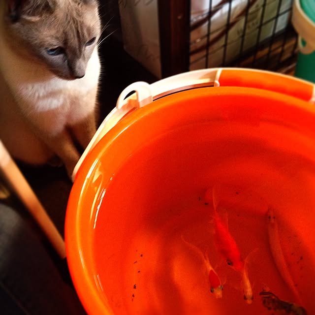poiさんの実例写真