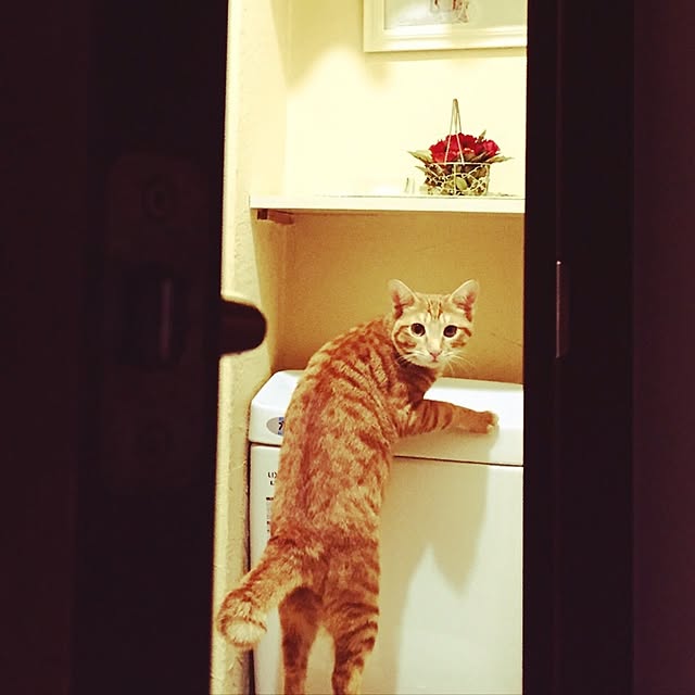 aknmamaさんの実例写真