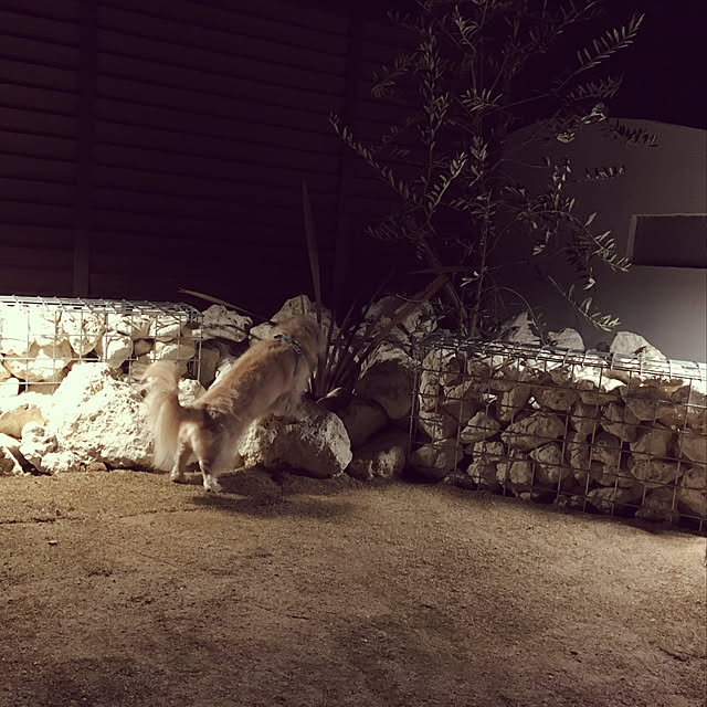 miro_n_chiさんの実例写真