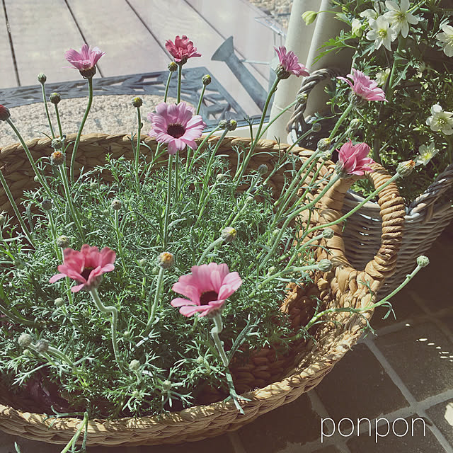 ponponHOUSEさんの実例写真