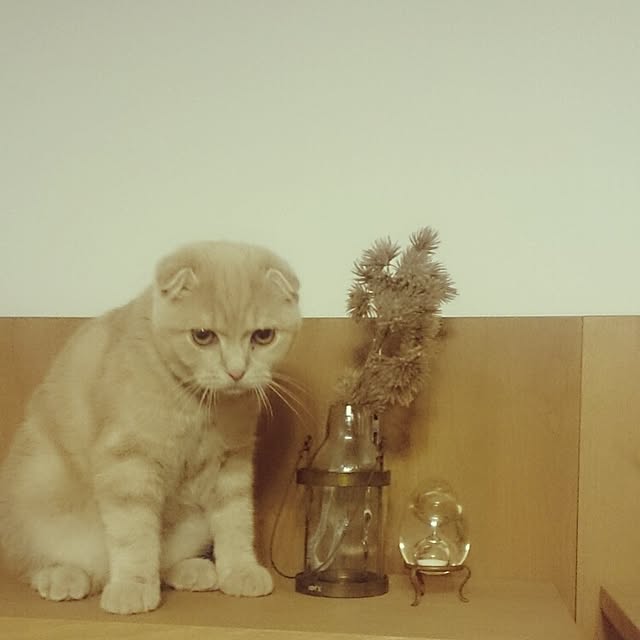 MarshmallowMuffinさんの実例写真