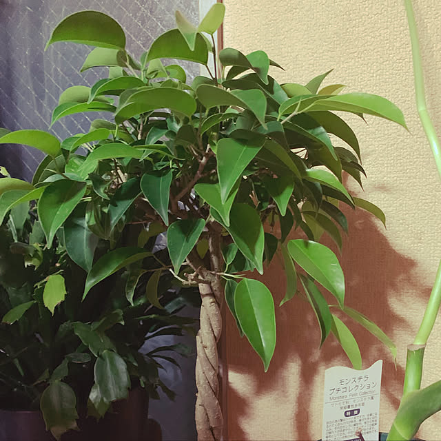 観葉植物/部屋全体のインテリア実例 - 2019-04-27 17:23:24