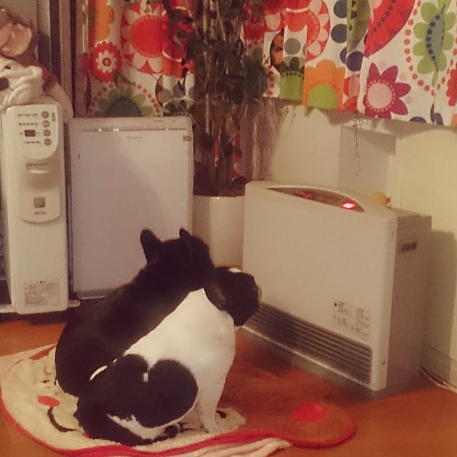 部屋全体/ペットのインテリア実例 - 2014-06-07 22:44:29