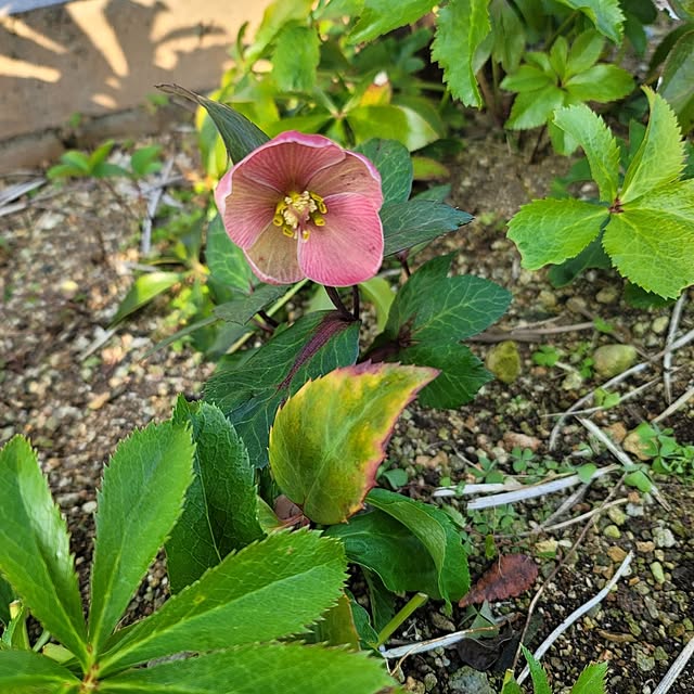 VIORAさんの部屋