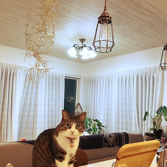 simamuuさんの実例写真