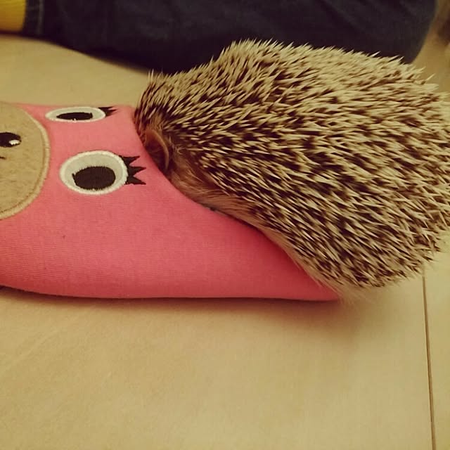 kuruさんの実例写真