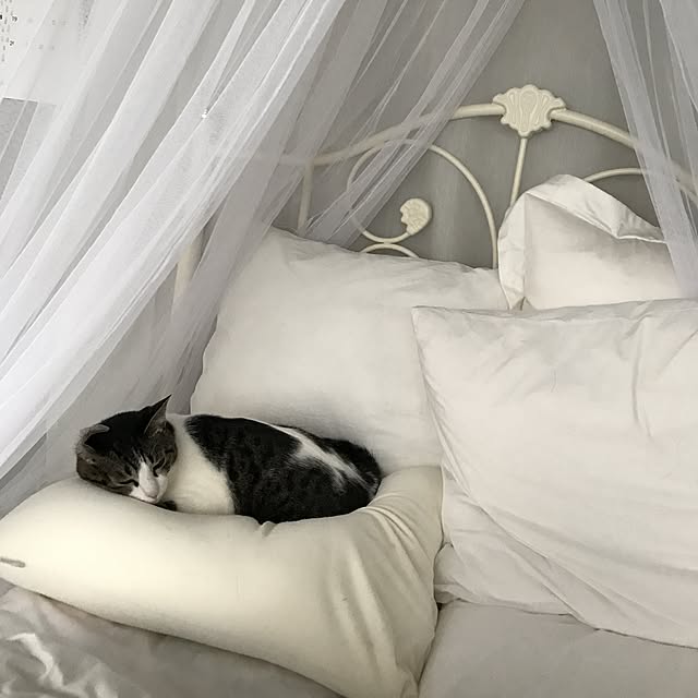 Shihoさんの実例写真