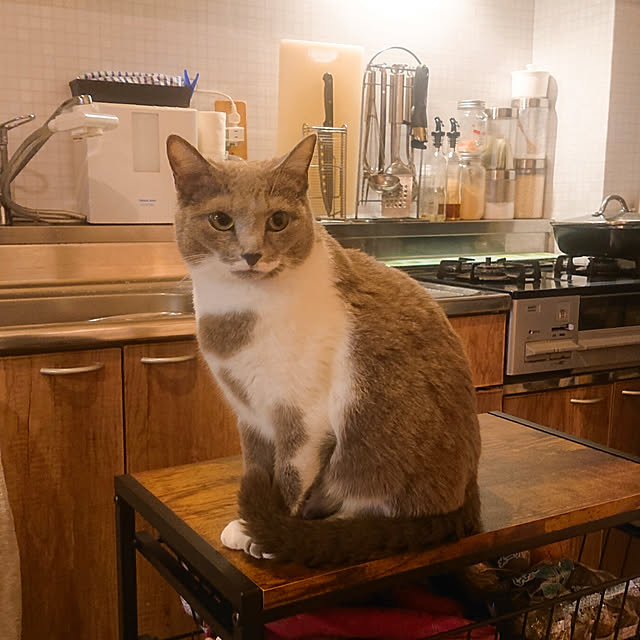 chondyさんの実例写真
