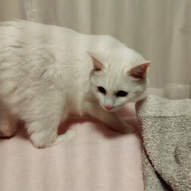 lelielさんの部屋