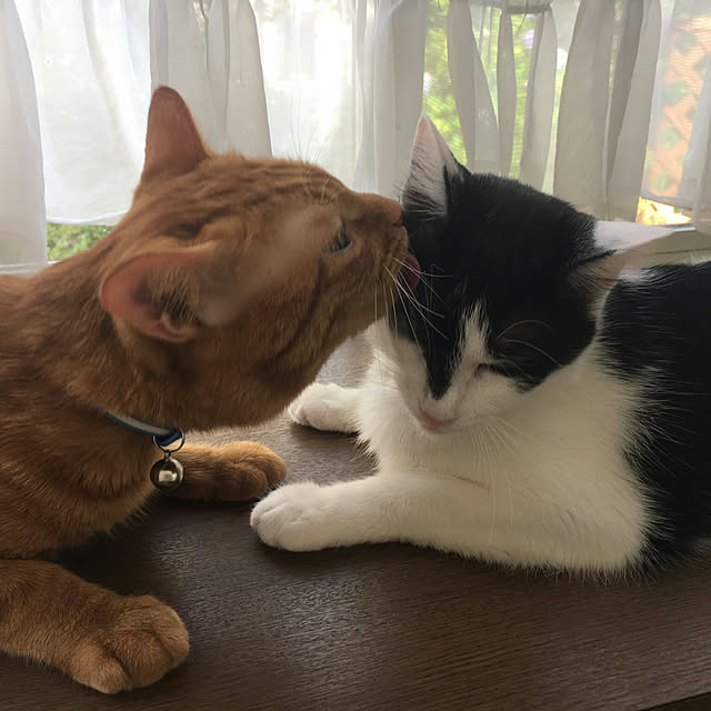 yum0408さんの実例写真