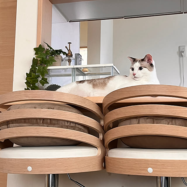 sasasanosasukekunさんの実例写真
