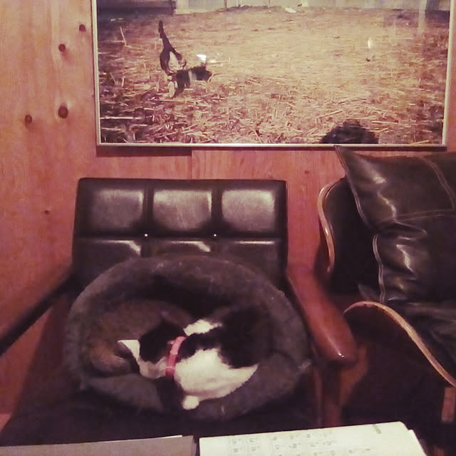 catloveさんの実例写真