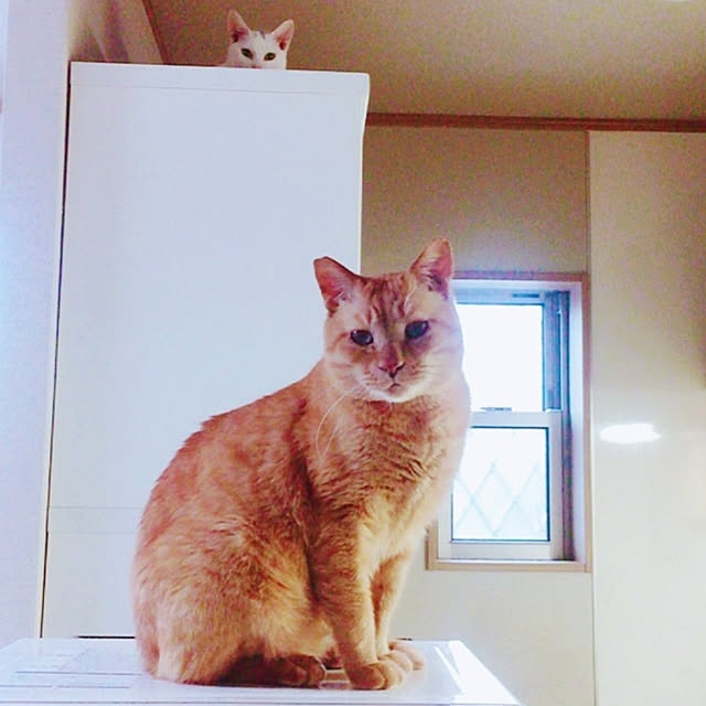 kirakirahikaruさんの実例写真