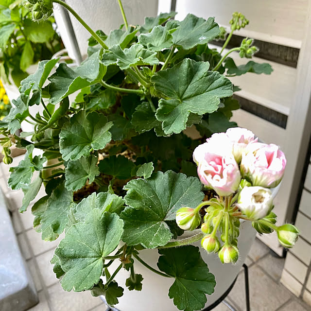 YuuKoさんの実例写真