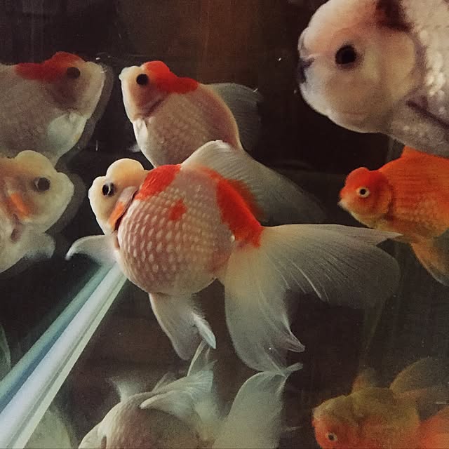 kj1225さんの実例写真