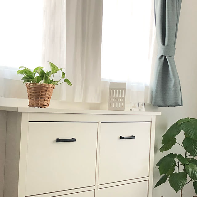 ウンベラータ/窓辺のインテリア/観葉植物のある暮らし/観葉植物/IKEA...などのインテリア実例 - 2023-02-24 17:20:32