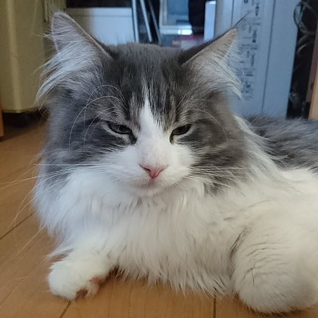 shinobuさんの実例写真