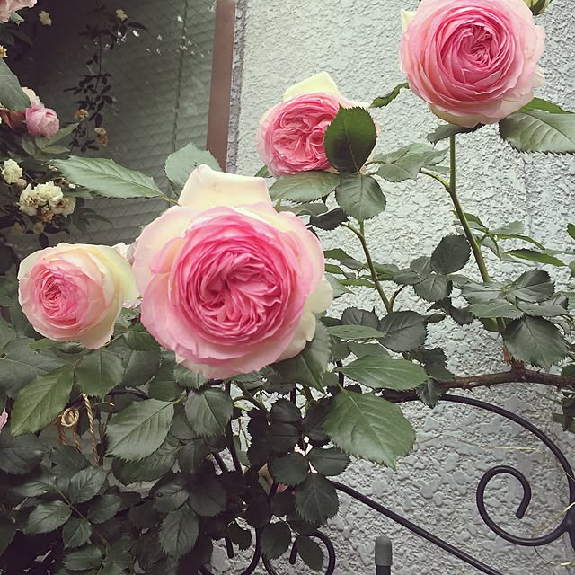 greenroseさんの実例写真