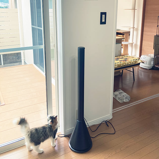 and deco/黒家電/扇風機/ねこのいる日常/ノルウェージャンフォレストキャット...などのインテリア実例 - 2023-06-23 08:03:07