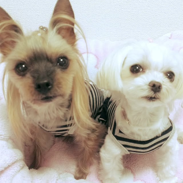 loliontoaliceveさんの実例写真