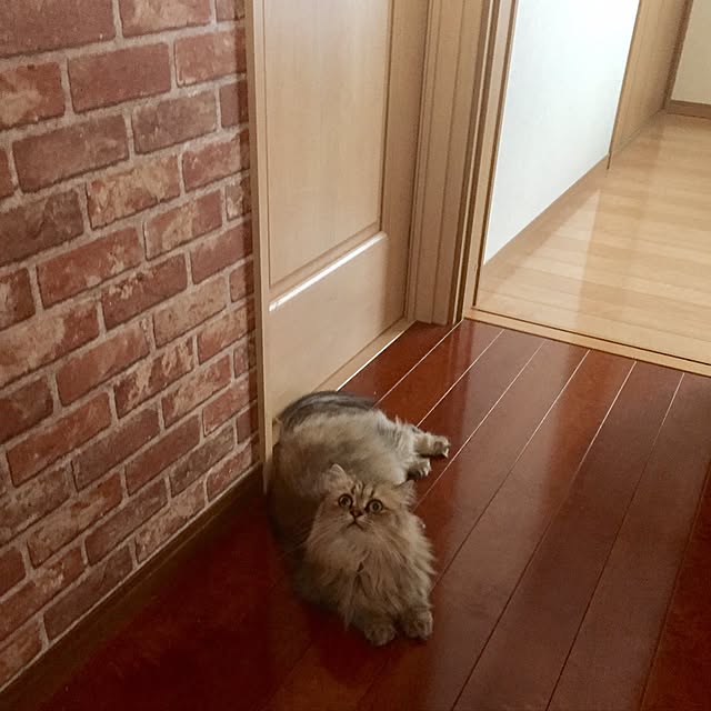 butachanさんの実例写真