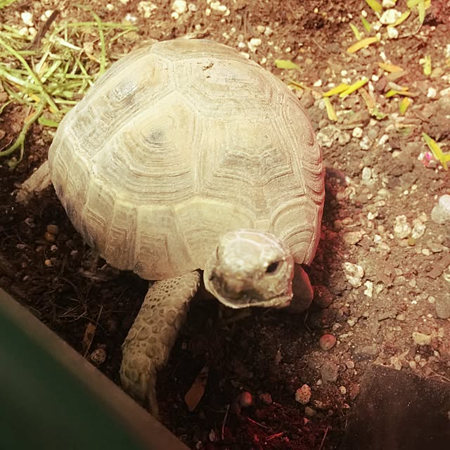 majoさんの実例写真