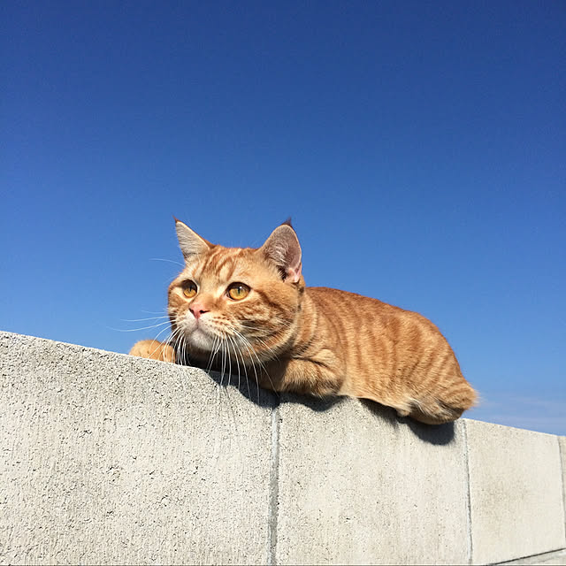 nekoさんの実例写真
