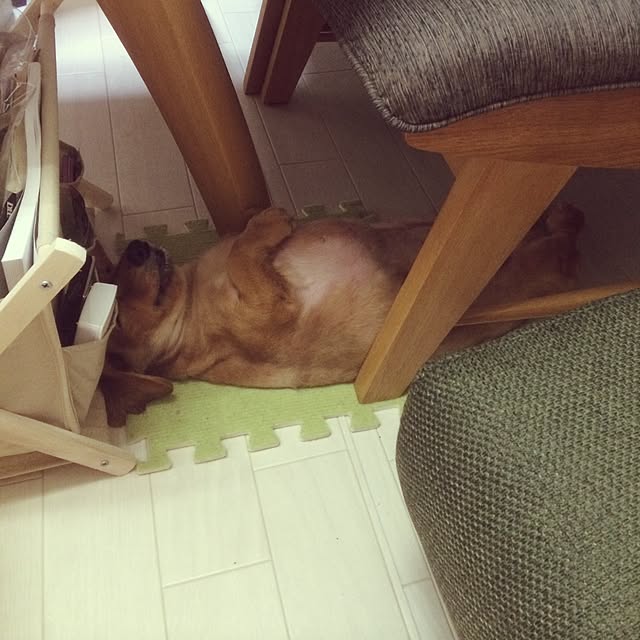 nohohonさんの実例写真