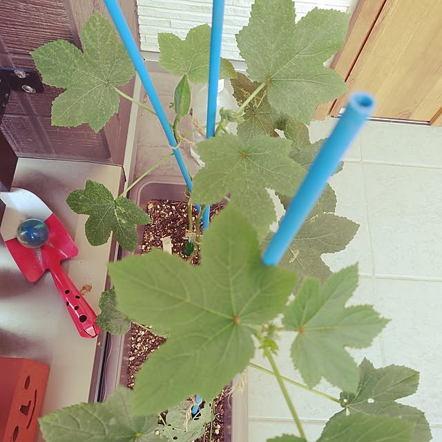 uzumakineko26さんの実例写真