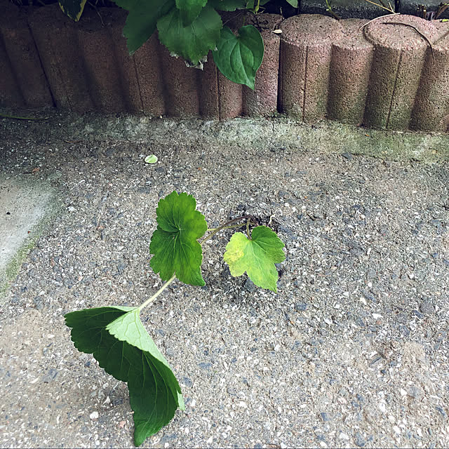 cocoaさんの実例写真