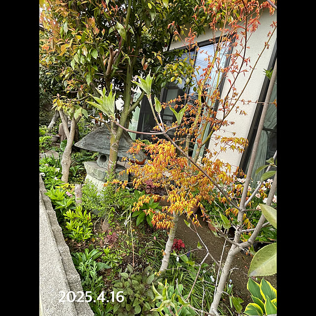 buchiさんの部屋