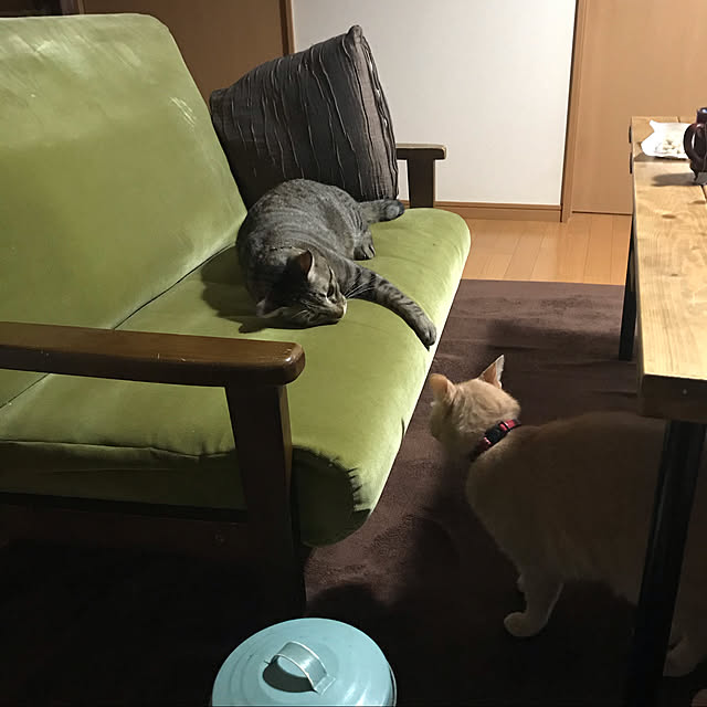 mikan161さんの実例写真