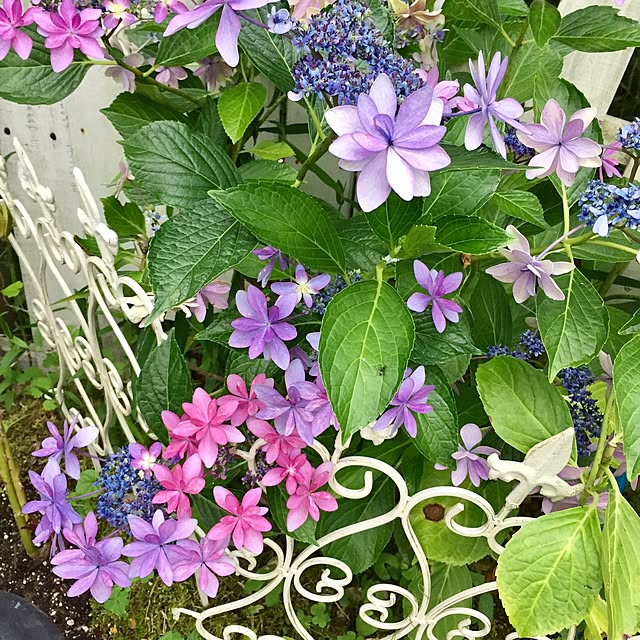 Naomiさんの実例写真