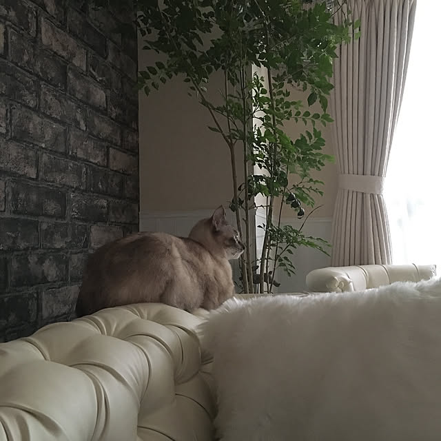 noelさんの実例写真