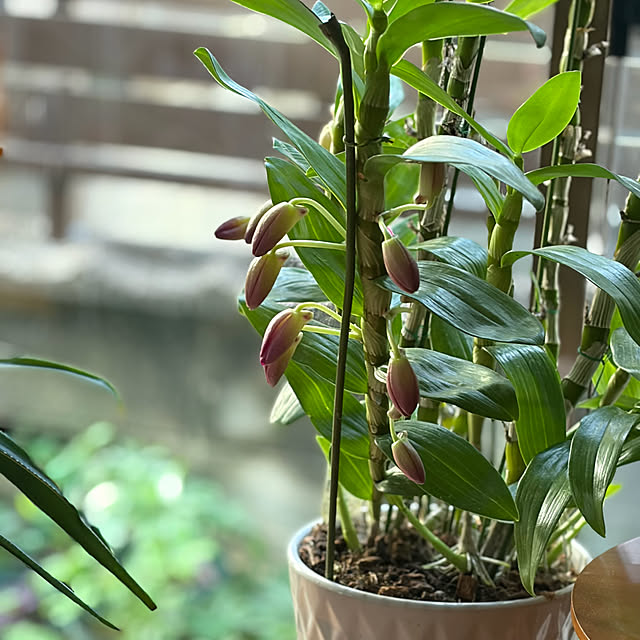 buchiさんの部屋