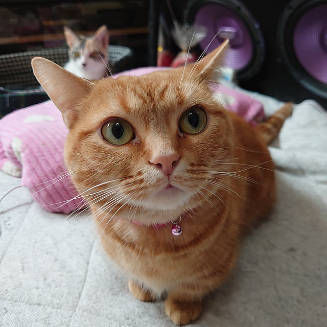 shinobuさんの実例写真