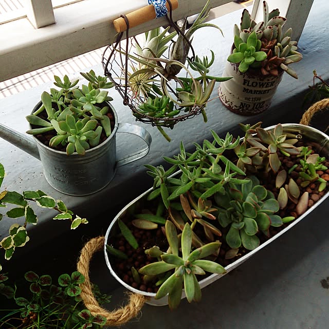 部屋全体/多肉植物/多肉寄せ植え/3COINS/ダイソー♡...などのインテリア実例 - 2016-06-18 09:06:55