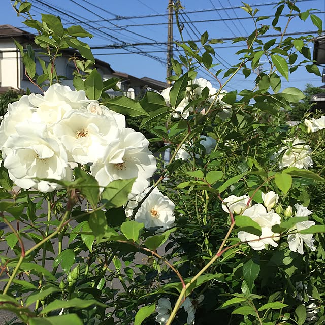angeさんの実例写真